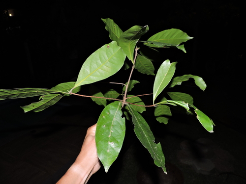 Image of Ocotea odorifera by (c) Fabrício Mil Homens Riella, some rights reserved (CC BY)