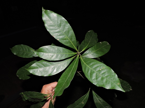 Image of Ocotea odorifera by (c) Fabrício Mil Homens Riella, some rights reserved (CC BY)