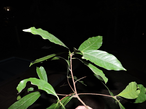 Image of Ocotea odorifera by (c) Fabrício Mil Homens Riella, some rights reserved (CC BY)