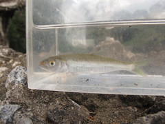 Opsariichthys bidens