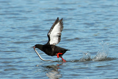 Lethenteron camtschaticum