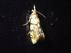 Diptychophora harlequinalis