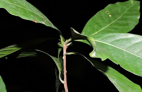 Mespilodaphne quixos, photograph 4