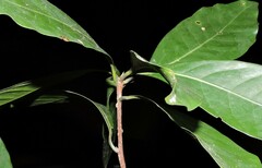 Mespilodaphne quixos, photograph Fabrício Mil Homens Riella, CC BY, iNaturalist via GBIF