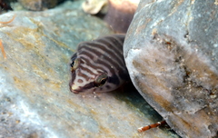 Aspasmogaster tasmaniensis