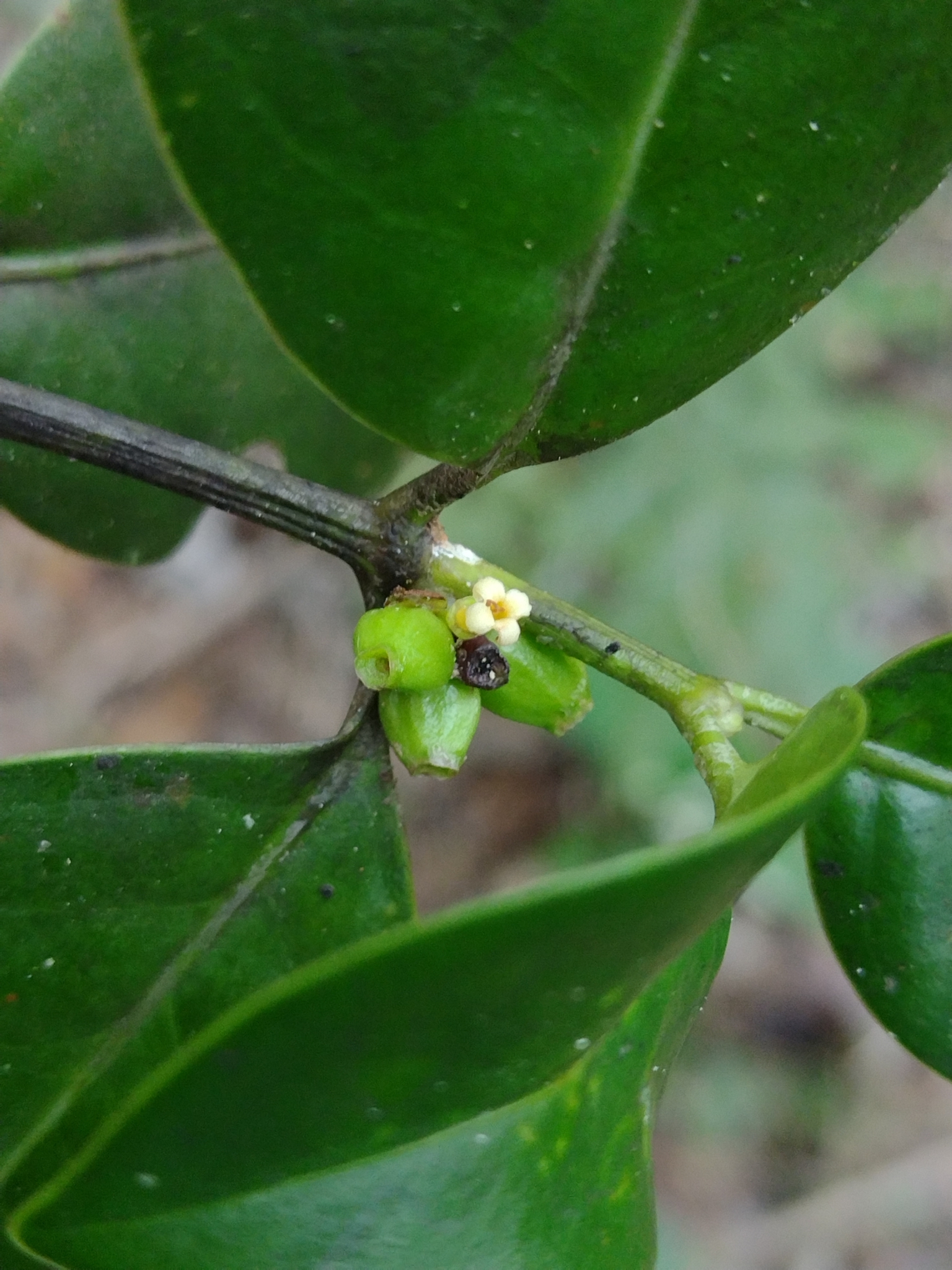 Salzmannia nitida