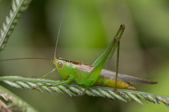 Conocephalus cognatus