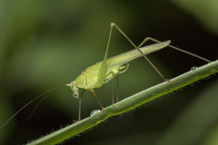 Phaneroptera brevis