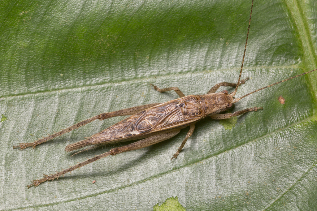 Varitrella