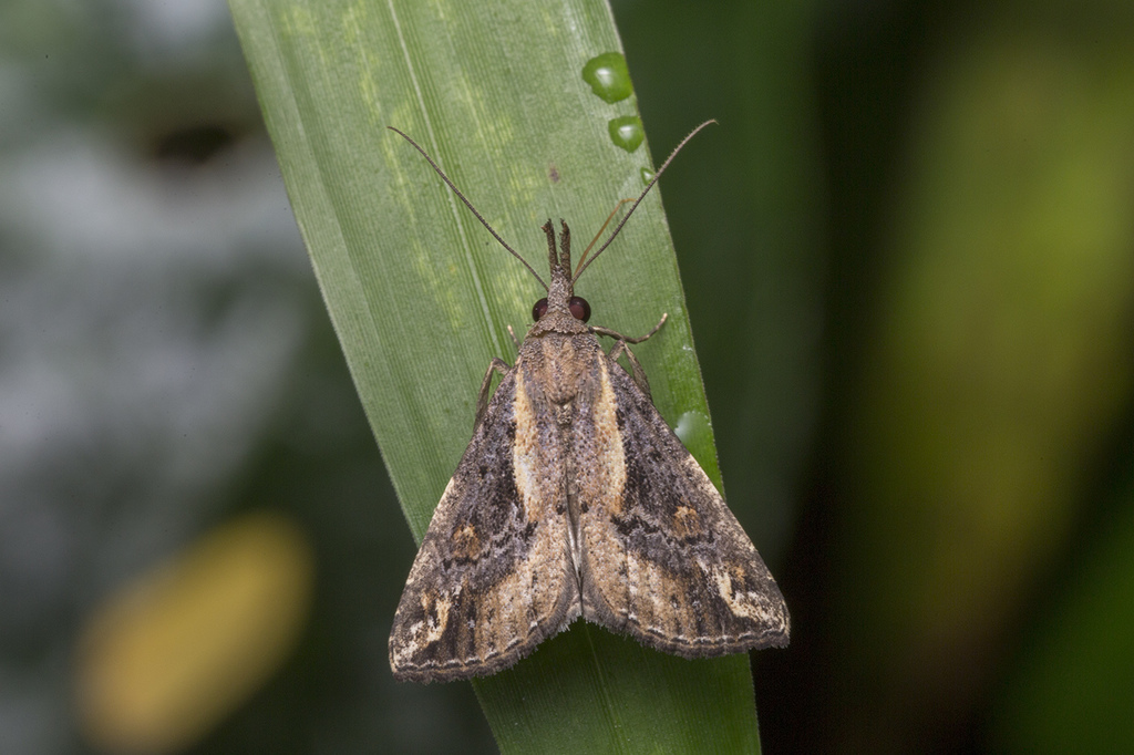 Hypena abjectalis
