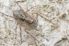 Phaeacius malayensis