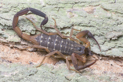 Lychas scutilus