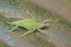 Chondroderella borneensis