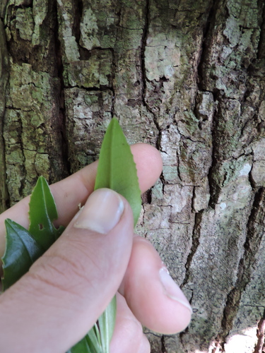 Image of Huamanchilca (Gordonia fruticosa) by (c) Fabrício Mil Homens Riella, some rights reserved (CC BY)