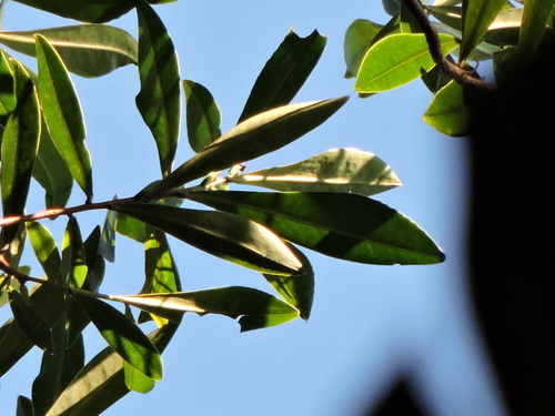 Image of Gordonia fruticosa by (c) Fabrício Mil Homens Riella, some rights reserved (CC BY)