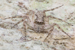 Phaeacius malayensis