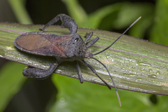 Anoplocnemis phasianus