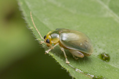 Hemipyxis semiviridis