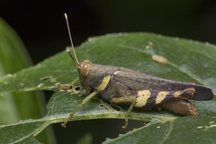 Apalacris varicornis