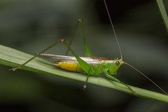 Conocephalus cognatus