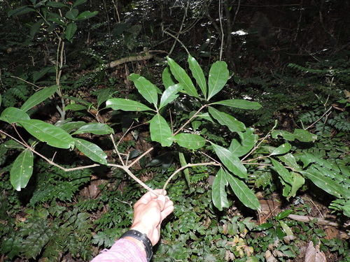 Image of Ocotea odorifera by (c) Fabrício Mil Homens Riella, some rights reserved (CC BY)