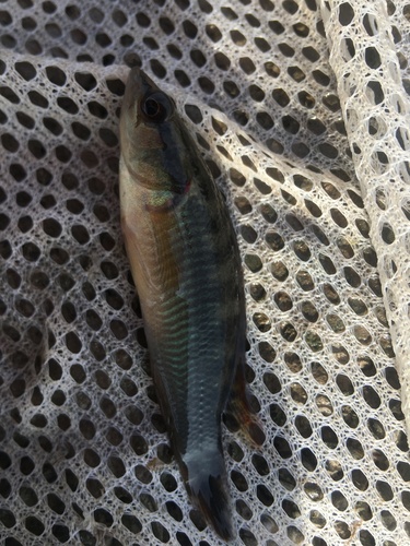 Pike cichlid (Crenicichla lepidota) — Cichlidae — 5