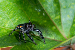 Paraphidippus