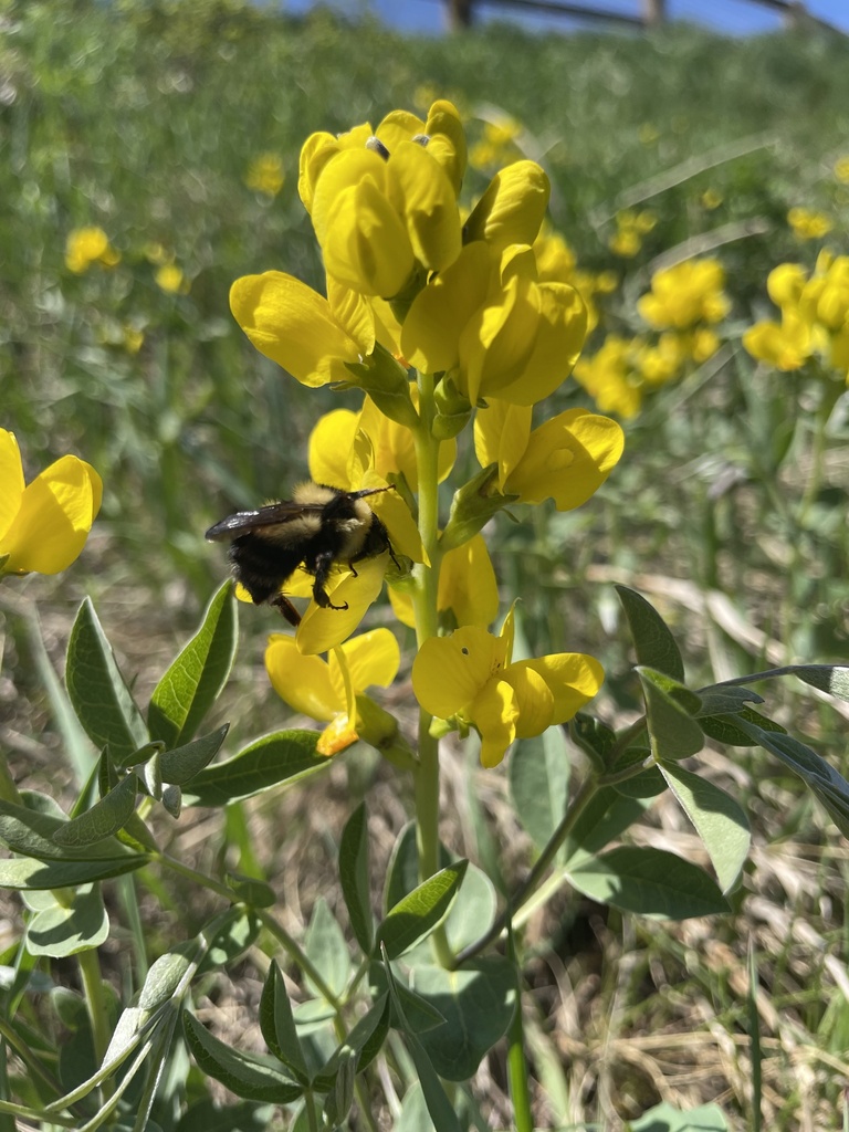 yellow pea-like flower with bumble bee visiting