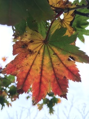 Acer japonicum