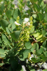 Dendrolobium umbellatum