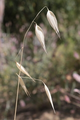 Avena sterilis subsp. atherantha image