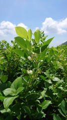 Dendrolobium umbellatum
