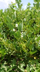 Dendrolobium umbellatum