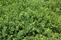 Dendrolobium umbellatum