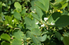 Dendrolobium umbellatum