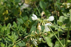 Dendrolobium umbellatum