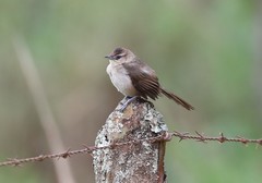 Phacellodomus rufifrons