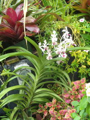 Vanda