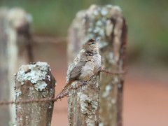 Phacellodomus rufifrons