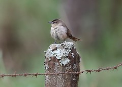 Phacellodomus rufifrons