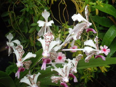 Vanda