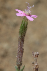 Silene pseudoatocion image