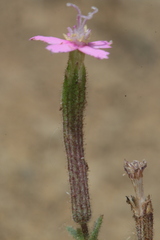 Silene pseudoatocion image