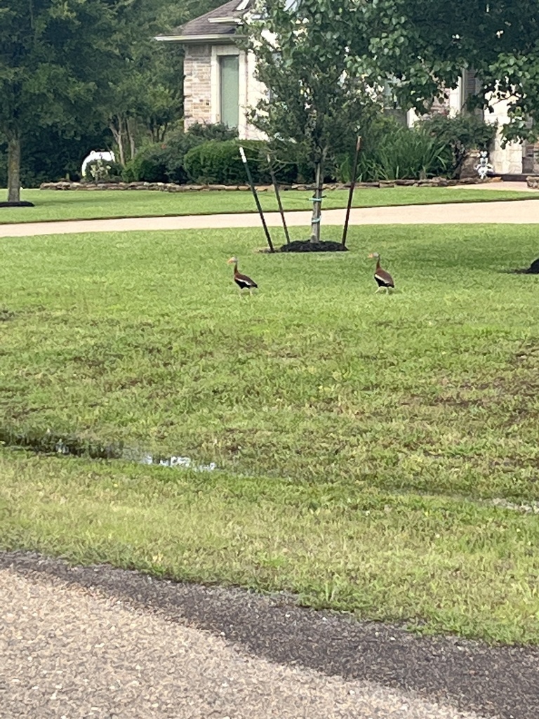 Blackbellied WhistlingDuck from Bentwood Dr, College Station, TX, US