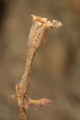 Silene pseudoatocion image