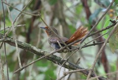 Phacellodomus erythrophthalmus