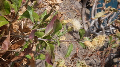 Cheirolophus sventenii image