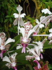 Vanda