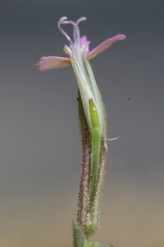 Silene pseudoatocion image