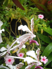 Vanda